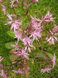 Heirloom Non-GMO Lychnis Flos-Cuculi Flower Seeds for Planting – Ragged for Wetland Gardens