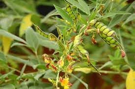 Gungo Pea Seeds for Planting - Healthy Vegetable - heirloom & Non GMO Seeds