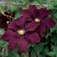 Burgundy Clematis Flower Seeds – Heirloom Non-GMO Seeds for Garden Planting
