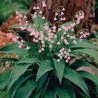 Pink Lily of the Valley flower Seeds for Planting - Non-GMO and Heirloom garden seeds