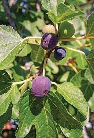 Mangosteen Fruit Seeds - Sweet and Tropical Fruit for Your Garden 100 Pcs pcs