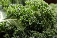 Kale Vegetable Seeds for Planting - 100 Pcs pcs