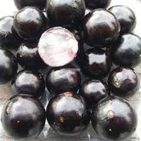 Cucumis Dipsaceus Seeds - Hardy and Uncommon Fruits for Specialty Gardening 100 Pcs pcs