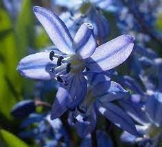 Scilla Bifolia Flower Seeds for Planting, 100 pcs