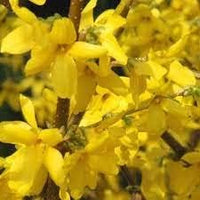 Trifoliate Forsythia Flower Seeds for Planting - NON GMO Seeds