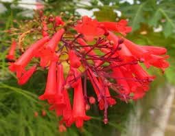 Russelia Flower Seeds for Planting, 100 pcs