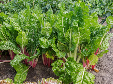 Swiss Chard Beta vulgaris seeds for garden planting