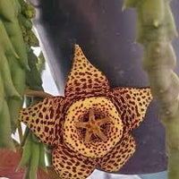 Stapelia Variegata Flower Seeds – Heirloom Non-GMO Starfish Cactus Seeds for Garden Planting for planting in your garden.