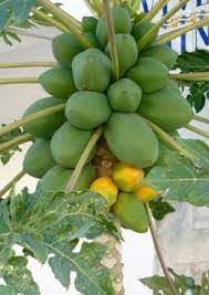 Melonenbaum Fruit Seeds - A Tree That Produces Refreshing Melons 100 Pcs pcs