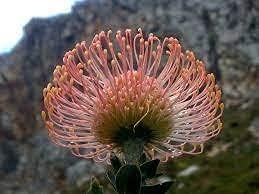 Leucospermum Cordifolium Flower Seeds for Planting - Heirloom, NON-GMO Seeds - Easy to Grow