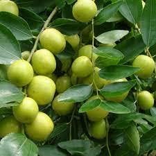 Yellow Korean melon fruit seeds