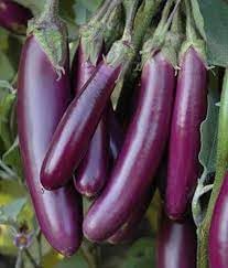 Brinjal Vegetable Seeds for Planting heirloom & Non-GMO Seeds