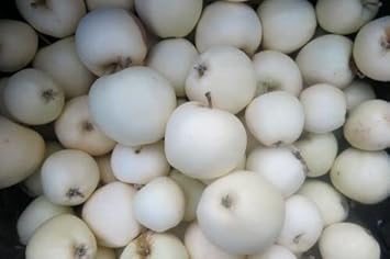 White Apple Fruit Seeds for Planting - Premium Quality Apple Plant Seeds