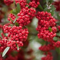 Scarlet Firethorn Fruit Seed Pack for Spicy, Tart Berries 100 Pcs pcs