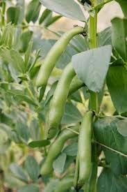 Green Broad Bean Vicia faba seeds for garden planting