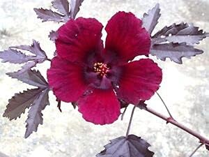 Burgundy Hibiscus Flower Seeds – Heirloom Non-GMO Flower Seeds for Planting for planting in your garden.