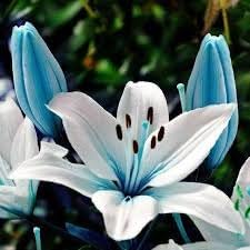 Lilium Flower Seeds for Garden Planting - NON GMO Seeds for planting in home garden