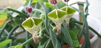 Ceropegia Flower Seeds for Planting - 100 pcs