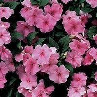 Pink Impatiens Flower Seeds for Planting – Organic, Heirloom, Non-GMO Shade Garden Seeds