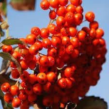 Sorbus aucuparia fruit seeds