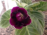 Heirloom Non-GMO Burgundy Gloxinia Flower Seeds for Garden Planting ƒ?? Lush Velvet Blooms