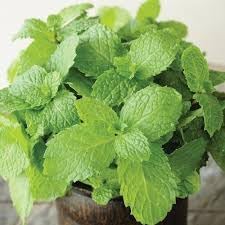 Japanese Mint Seeds for Planting heirloom & Non-GMO Seeds