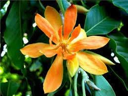 Chempaca Flower Seeds for Planting, 100 pcs