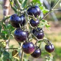 Tomato Seeds for Planting, Dark Violet, 100 Pcs pcs