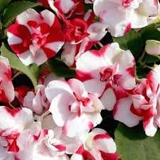 Camellia Impatiens Flower Seeds for Planting - NON GMO Seeds for planting in home garden