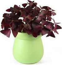 Oxalis Plant Seeds – Heirloom, Non-GMO Seeds for Planting Colorful and Hardy Garden Blooms