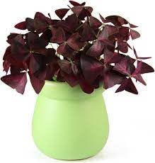 Oxalis Plant Seeds ƒ?? Heirloom, Non-GMO Seeds for Planting Colorful and Hardy Garden Blooms