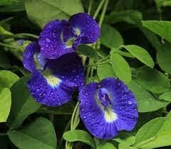 Blue Flower Pot Plant Seeds for Sowing - 100 pcs for planting in your garden.