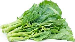 Gailan Vegetable Seeds for Planting heirloom & Non-GMO Seeds
