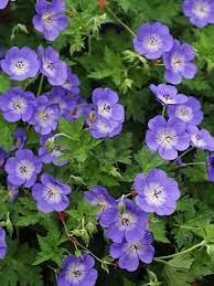 Geranium Rozanne Flower Seeds ƒ?? Heirloom Non-GMO Seeds for Planting