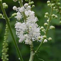 Cimicifuga Racemosa Flower Seeds for Planting, Heirloom, Non-GMO, 100 pcs