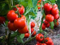 Cherry Tomato Solanum lycopersicum seeds for garden planting