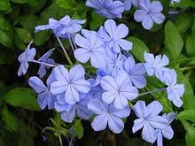 Plumbago Flower Seeds â€“ Heirloom, Non-GMO Seeds for Planting Vibrant Blue Garden Blooms