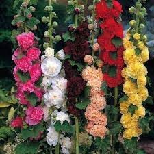 Heirloom Hollyhock Flower Seeds, Non-GMO, Tall Cottage Blooms for Garden Borders