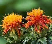 Carthamus Flower Seeds for Planting - 100 pcs for planting in your garden.