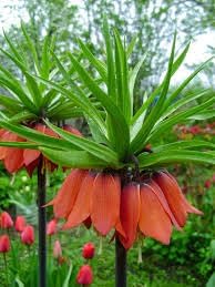 Fritillaria Flower Seeds for Planting - 100 pcs