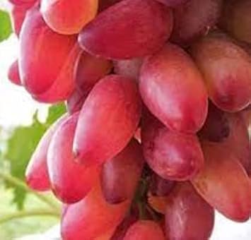 Gold finger red grape seeds for backyard vines