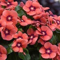 Heirloom Non-GMO Periwinkle Flower Seeds for Vibrant and Low-Maintenance Garden Planting