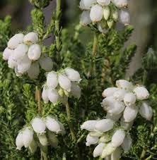 Calluna Vulgaris Flower Seeds for Planting - NON GMO Seeds for planting in home garden