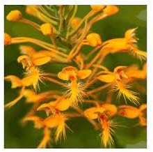 Heirloom Fringed Orchid Flower Seeds for Planting, Non-GMO - Fringed for planting in home garden