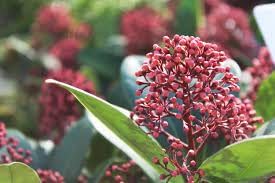 Skimmia Plant Seeds Heirloom Non GMO Planting - 100 pcs