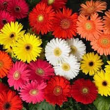 Gerbera Flower Seeds for Planting - 100 pcs