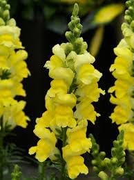 Snapdragon Golden Flower Seeds for Garden Planting - NON GMO Seeds for planting in home garden