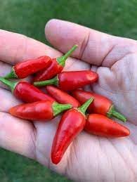 Aji Vegetable Seeds for Planting - 100 Pcs pcs