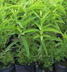 Sandalwood Plant Seeds Scientific Name Placeholder for planting in home garden