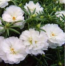 Moss Rose Flower Seeds for Planting for planting in home garden